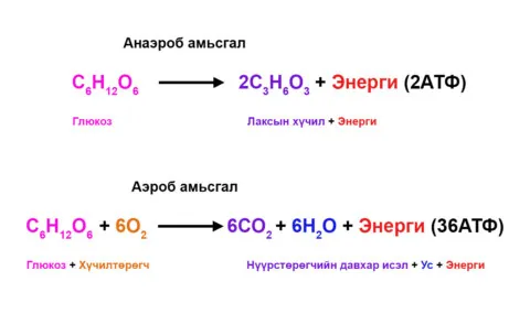 Аэроб ба анаэроб амьсгалын химийн тэгшитгэлүүд