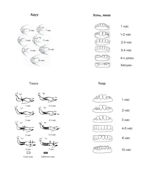 Малын шүдийг нь шалгаж насыг нь хэрхэн тооцоолохыг харуулсан хүснэгт