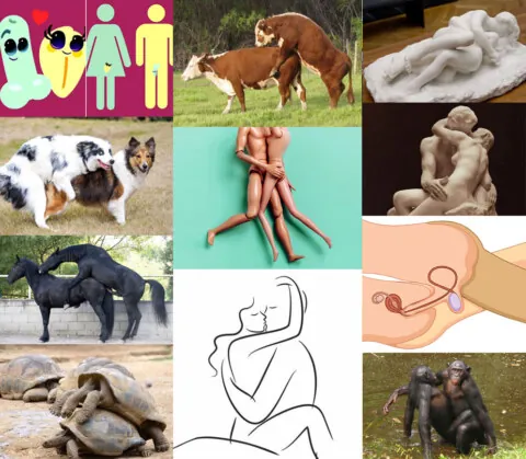 Хүн, амьтан зэрэг янз бүрийн зүйлийн бэлгийн нөхөн үржихүй дүрслэлийн цуглуулга