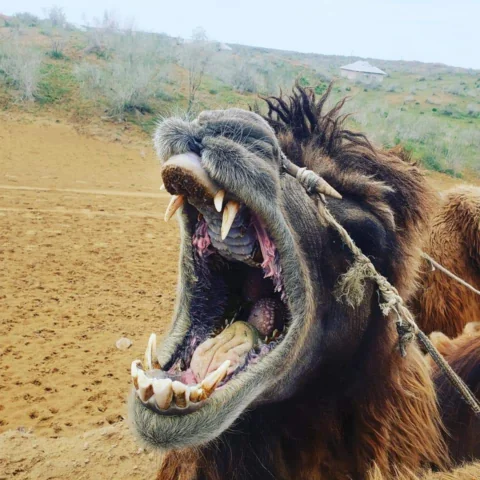 Урт соётой дунд насны тэмээ эвшээж буй
