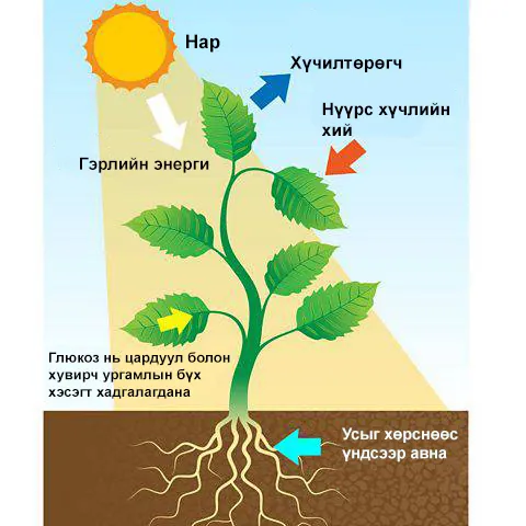 Ургамал дахь фотосинтезийн үйл явц