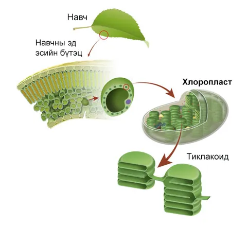 Навчны шаталсан бүтцийг харуулсан диаграмм
